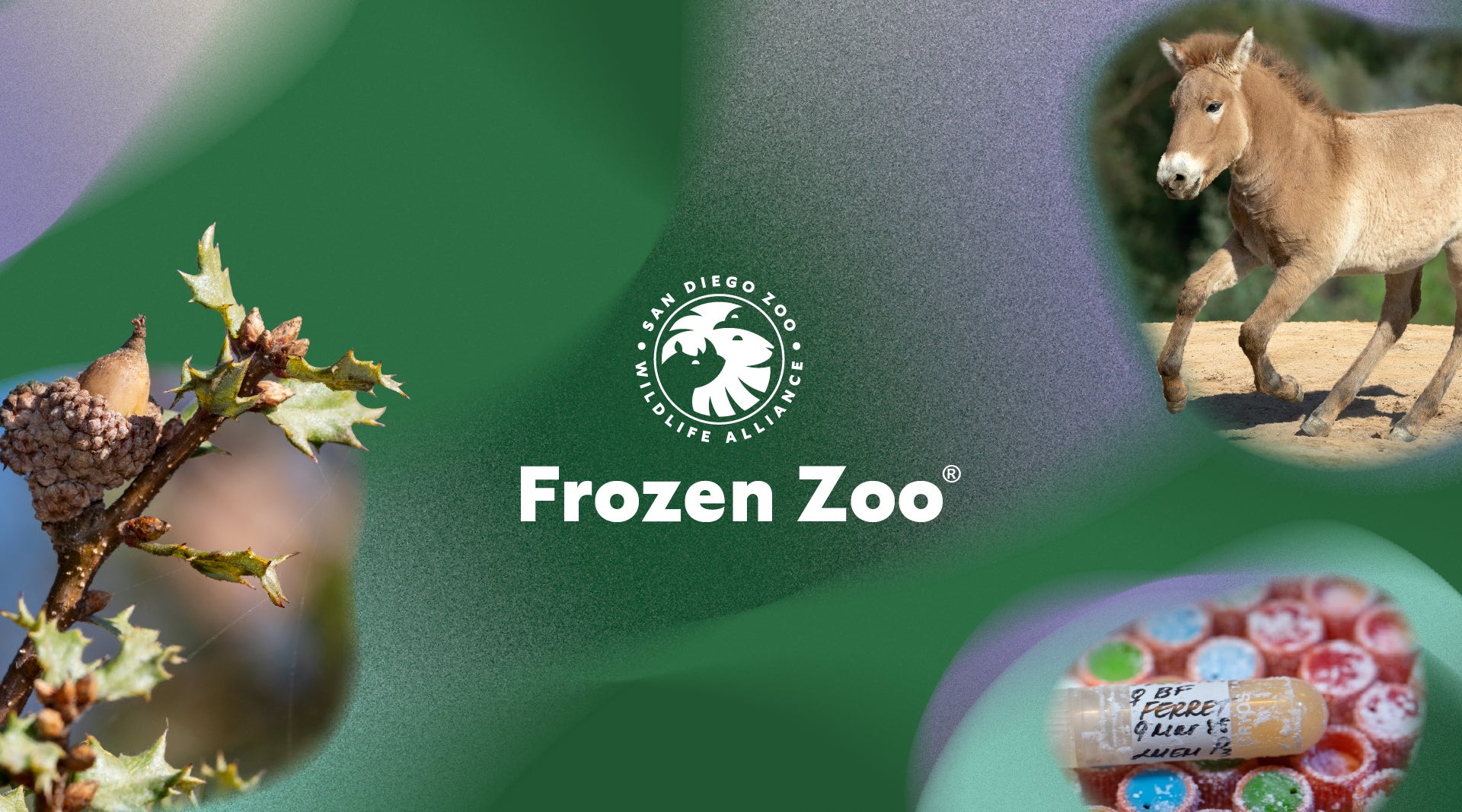 Frozen Zoo