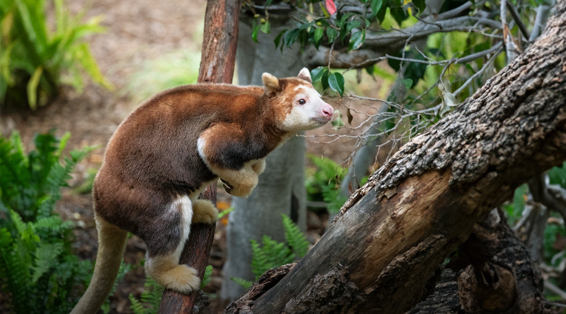Matschie’s Tree Kangaroo