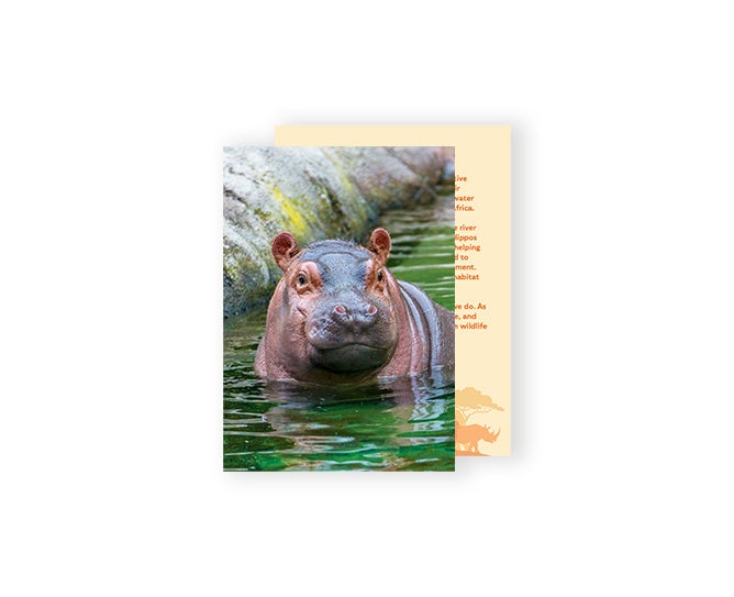 Hippo card