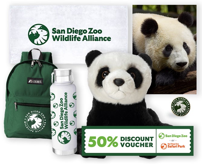 giant panda $1000 adoption package