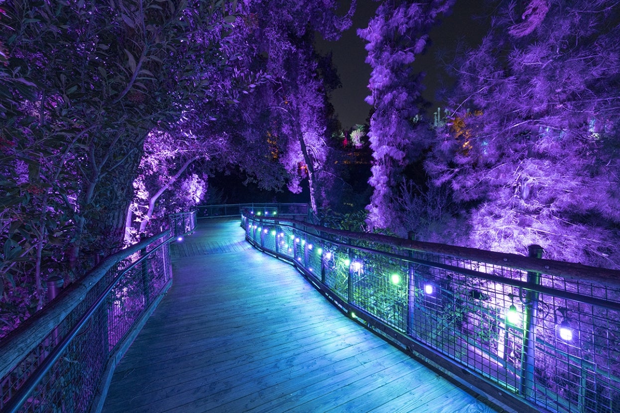 Blue and purple lights glow against trees lining a boardwalk.