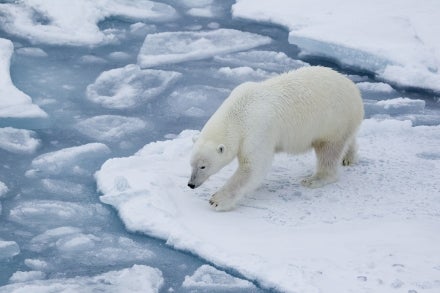 Polar bear looking into water