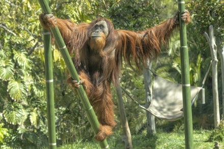Labu orangutan on bamboo pole